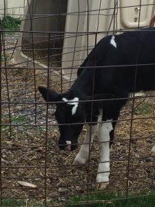 Calf1